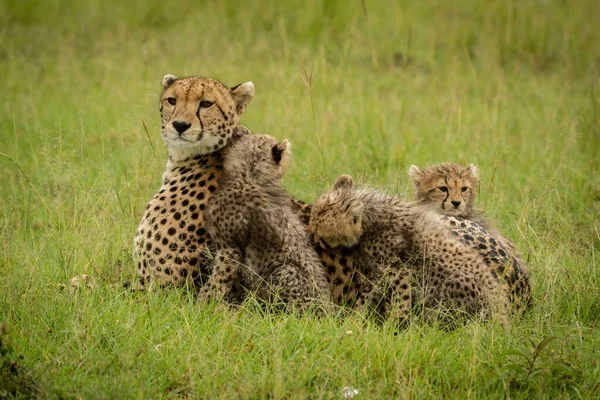 Guépard Couché Dans Herbe Avec Trois Oursons — Photo