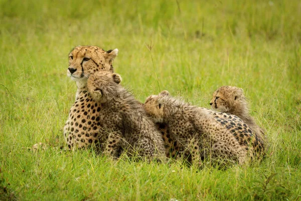 猎豹躺在被幼崽围着的草地上 — 图库照片