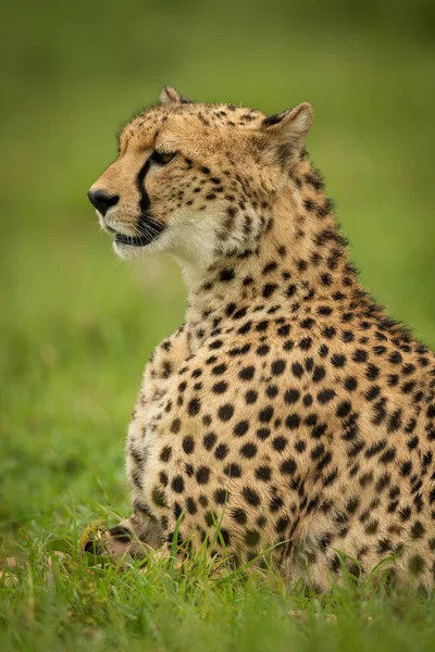 Gepard Liegt Kurzen Gras Nach Links — Stockfoto