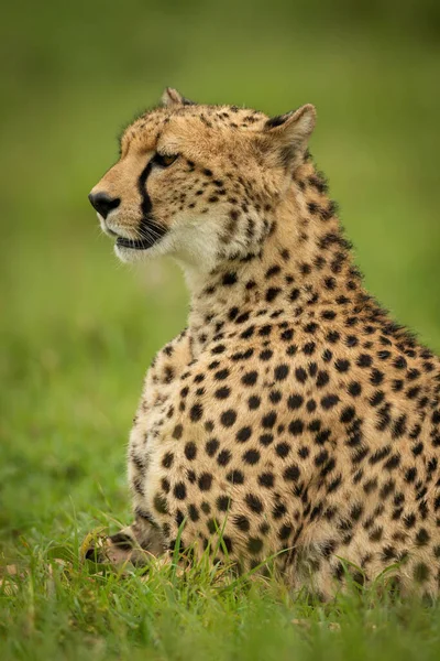 Guépard Trouve Dans Herbe Courte Face Gauche — Photo