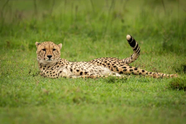 Cheetah Lies Short Grass Lifting Head — Stock Photo, Image