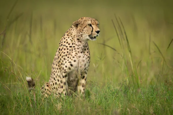 Cheetah Sits Long Grass Facing Right — Stock Photo, Image