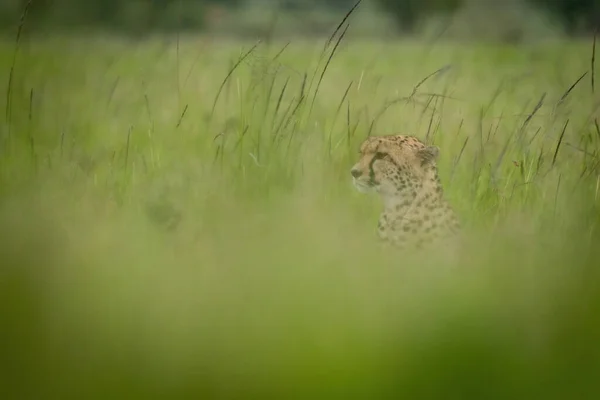 Guépard Assis Face Gauche Dans Herbe Floue — Photo