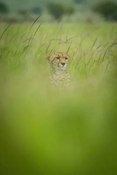 Cheetah Zit Vooruit Staren Wazig Gras — Stockfoto