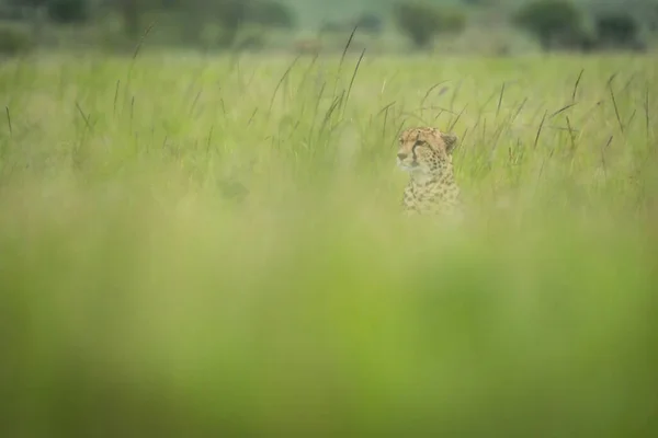 Cheetah Sits Facing Left Blurred Grass — Stock Photo, Image