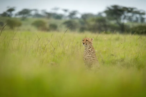 Guépard Assis Dans Herbe Floue Face Gauche — Photo