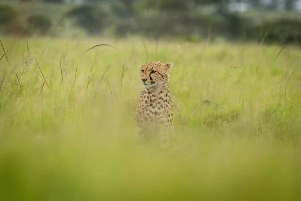 Cheetah Est Assis Dans Herbe Floue Regardant Gauche — Photo