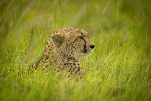 Cheetah Ligt Lang Gras Staren Rechts — Stockfoto