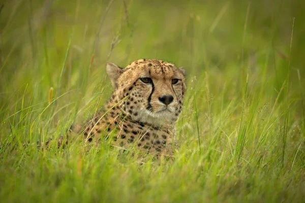 Gepard Leží Trávě Dívá Doprava — Stock fotografie