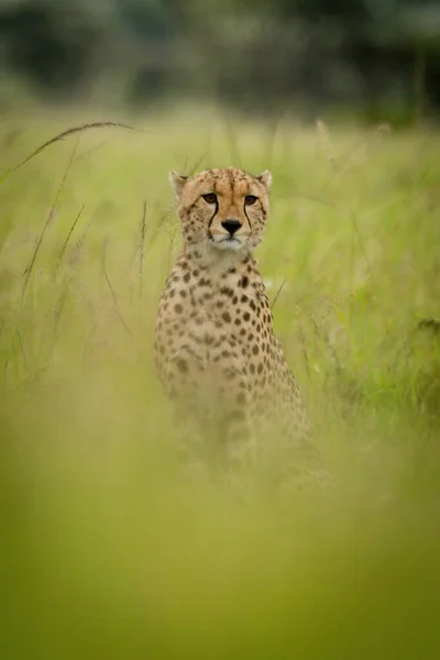 Cheetah Sits Blurred Grass Staring Ahead — Stock Photo, Image