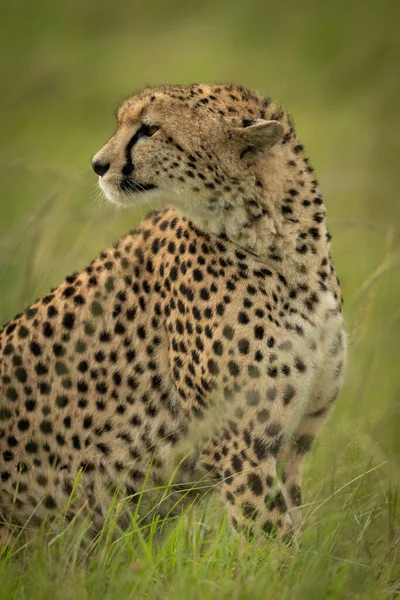 Cheetah Sienta Hierba Larga Mirando Hacia Atrás — Foto de Stock