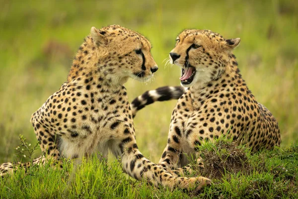 Cheetah Yace Bostezando Con Otro Hierba —  Fotos de Stock