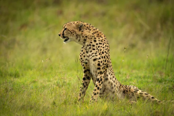 Cheetah Sits Long Grass Facing Left — Stock Photo, Image