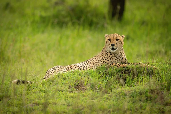 Gepard Liegt Mit Offenem Maul Auf Erdhügel — Stockfoto