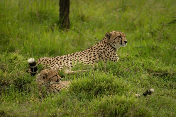 Cheetah Lies Cub Grassy Mound — Stock Photo, Image
