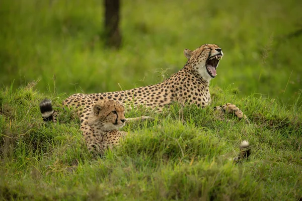 Guépard Gît Bâillant Avec Des Oursons Dans Herbe — Photo