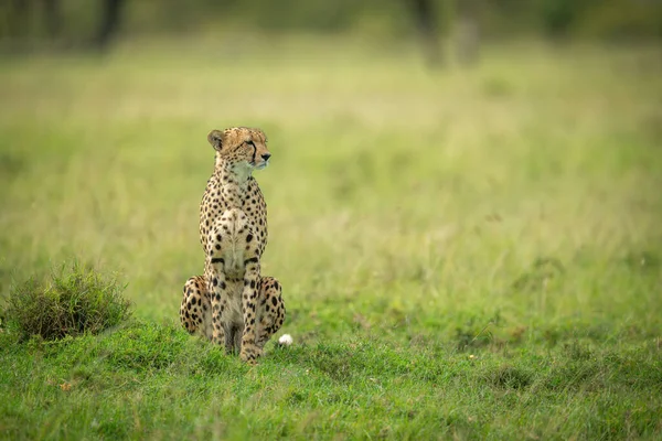 Cheetah Zit Korte Gras Staren Rechts — Stockfoto