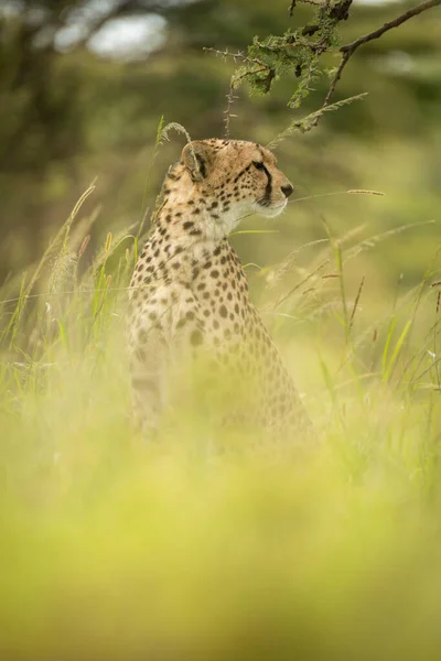 Cheetah sits in grass with blurred foreground