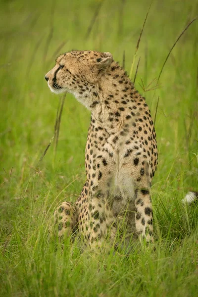 Cheetah Senta Grama Alta Virando Esquerda — Fotografia de Stock