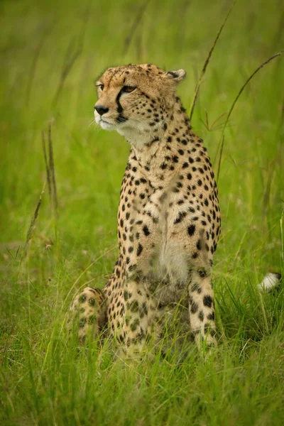 Cheetah Senta Grama Alta Olhando Para Esquerda — Fotografia de Stock