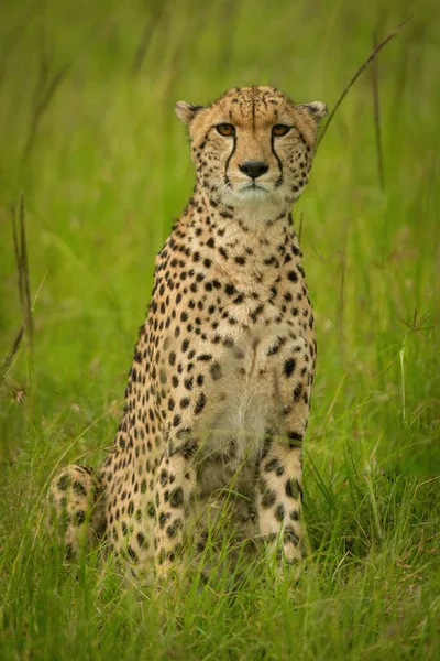 Cheetah Sienta Cámara Césped Largo Frente —  Fotos de Stock