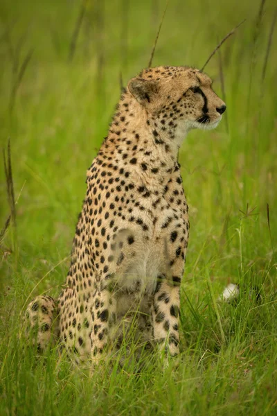 Cheetah Siede Erba Alta Guardando Destra — Foto Stock