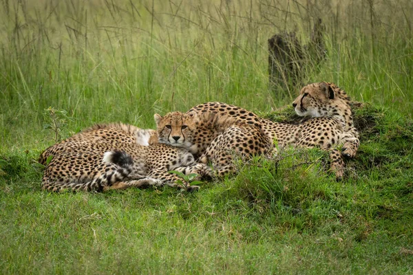 Gepard Leží Dvěma Mláďaty Trávě — Stock fotografie