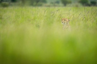 Çita bulanık çimenlerde solda oturuyor.
