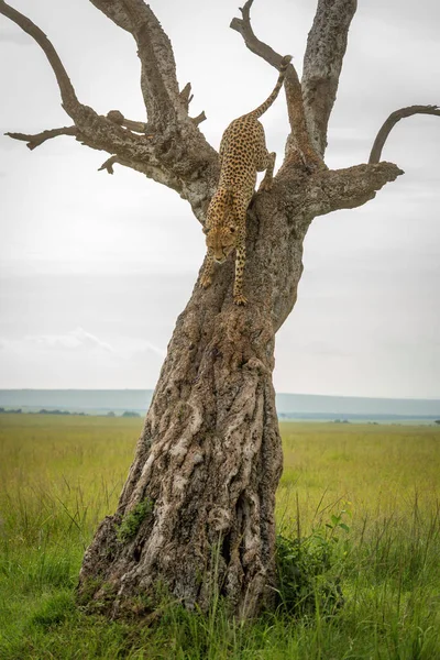 Cheetah Desce Árvore Dobrada Savana — Fotografia de Stock