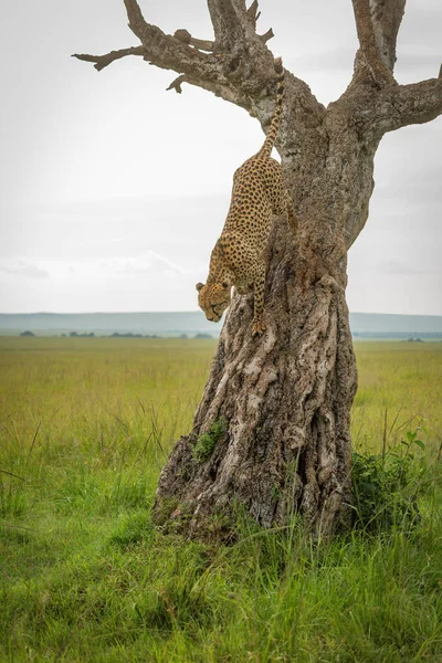 Gepard Kráčí Kmeni Stromu Savaně — Stock fotografie