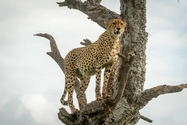 Cheetah Står Gamla Träd Blickar Framåt — Stockfoto