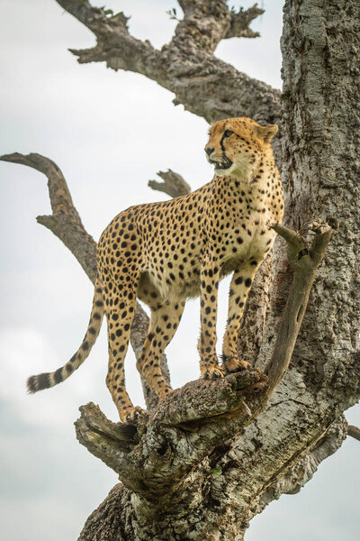 Cheetah stands in gnarled tree looking left