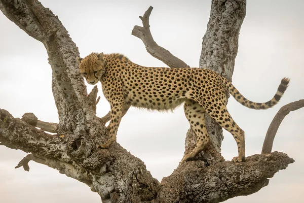 Gepard Stojí Starém Stromě Dívá Dolů — Stock fotografie