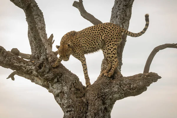 Cheetah Stands Old Tree Staring — Stock Photo, Image