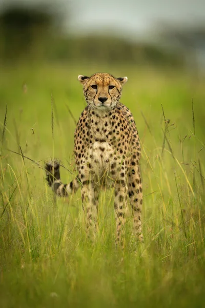 Cheetah Tient Dans Herbe Haute Caméra Surveillance — Photo