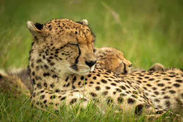 Close Cheetah Cub Lying Asleep — Stock Photo, Image