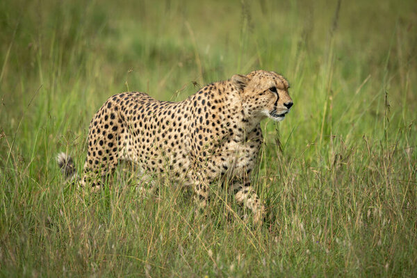 Cheetah walks through tall grass lifting paw