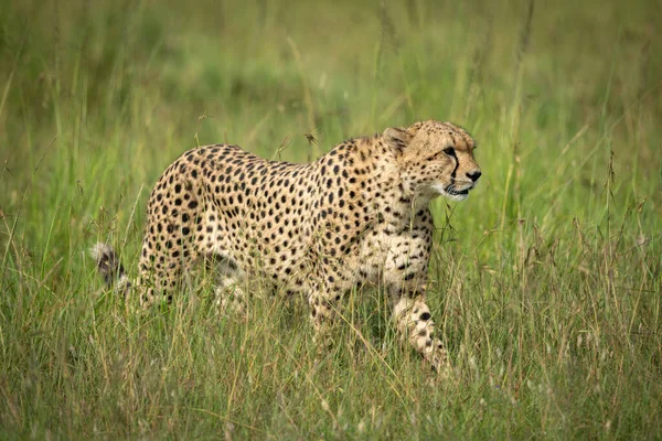 Cheetah Wandelen Door Hoog Gras Zon — Stockfoto