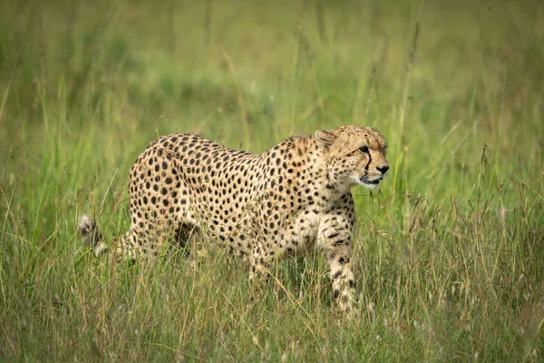 Cheetah Caminha Através Grama Alta Sol — Fotografia de Stock