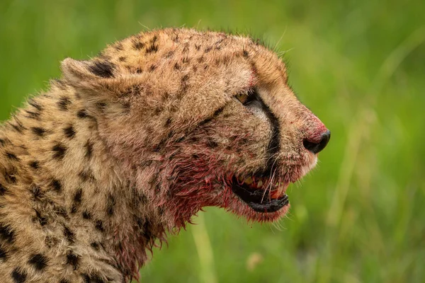 Close Bloodstained Cheetah Head Profile — Stock Photo, Image
