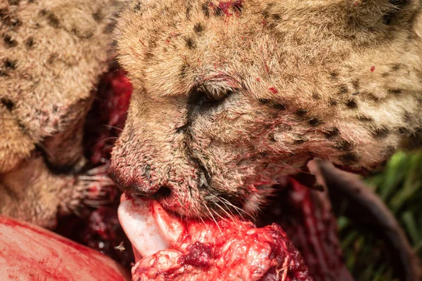 Närbild Blodfläckad Gepard Som Biter Slaktkroppen — Stockfoto