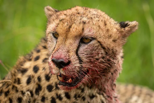 Närbild Blodfläckad Gepard Sitter Tittar Runt — Stockfoto