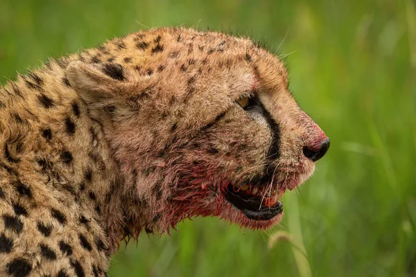 Profildeki Kanlı Çita Kafasının Yakın Plan Çekimi — Stok fotoğraf
