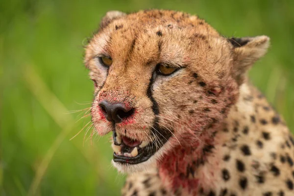 Närbild Jävla Gepard Sitter Stirrande Vänster — Stockfoto