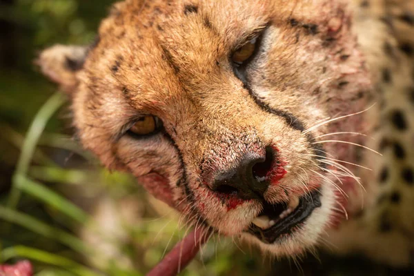 Närbild Jävla Gepard Gnaga Hartebeest Slaktkropp — Stockfoto