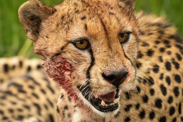 Närbild Blodfläckad Gepard Sittande Vridande Huvud — Stockfoto