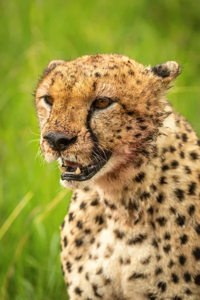 Close Bloody Cheetah Sitting Grass — Stock Photo, Image