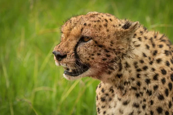 Close Van Bloedbevlekte Cheeta Zittend Gras — Stockfoto