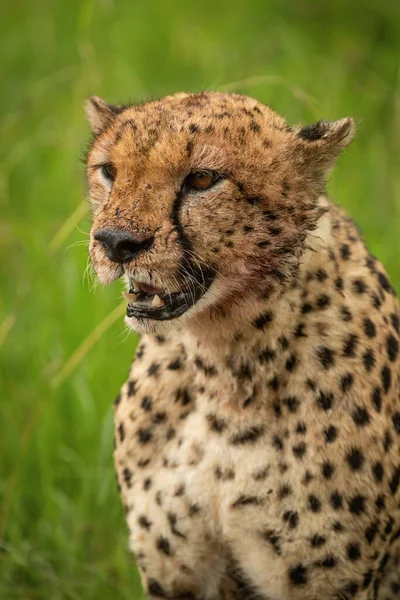 Närbild Blodfläckad Gepard Sittande Tittar Ner — Stockfoto