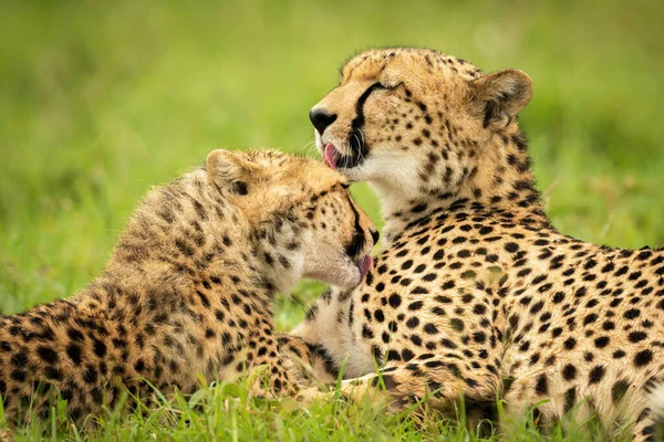 Nahaufnahme Von Geparden Und Jungtieren Die Sich Selbst Lecken — Stockfoto